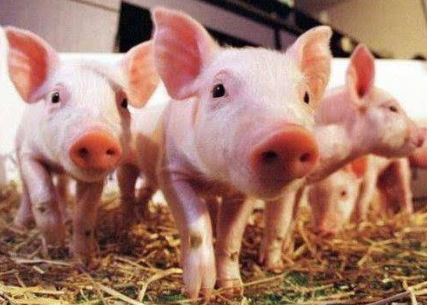 东方智启科技APP开发-养猪场APP开发 手机管理猪猪