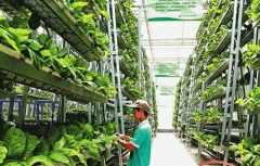 东方智启科技APP开发-垂直耕作APP开发 超市也能种菜