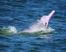东方智启科技APP开发-白海豚保护APP开发 鼓励公众参与保护