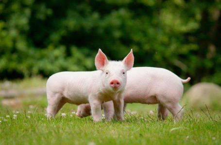 东方智启科技APP开发-养猪APP开发 全新养猪体验