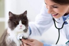 东方智启科技APP开发-宠物医生app开发获得专业的宠物医疗咨询和服务